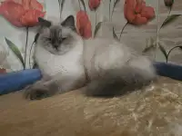 Котята, фотография 2