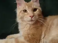 Мейн Кун, фотография 2