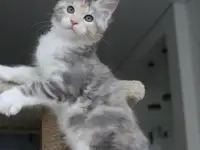 Кошечка породы мейн-кун., фотография 3