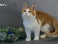 Мейн-кун  мальчик, фотография 5