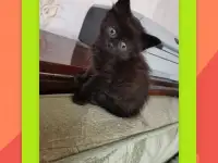 Шотландский прямоухий  котёнок - кошечка 1.5  месяцев в Молодечно, фотография 2
