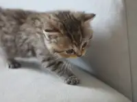Шотладнские  вислоухие, фотография 6