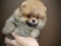 Померанский шпиц, щенки. Мини мишки, фотография 2