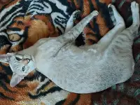 Ориентальные котята, фотография 4