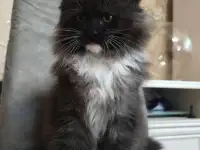 Мейн кун , полидакт, фотография 5
