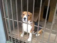 Продается Бигль девочка Ника, фотография 3