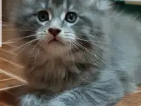Кошечки мейн-кун, фотография 9