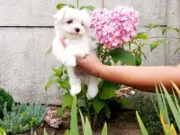 Мальтезе