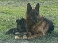 Щенок