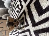 Котята, фотография 4
