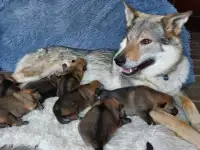 Щенки Чехословацкий влчак