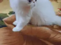 Продаётся персидский котёнок, девочка