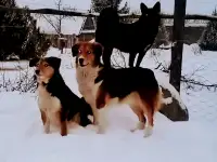 Я-ваш веселый друг ФОКС, фотография 4