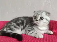 Шотландские котята с голубыми глазами, фотография 5