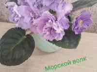 Детки фиалок, фотография 4