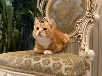 В дар ласковый прекрасный котёнок-мальчик Златик, фотография 6