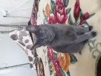 Отдам котят, фотография 4