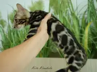 Бенгальские клубные котята, фотография 4