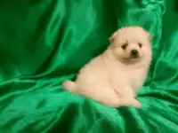 Померанский шпиц мальчики и девочки, фотография 3