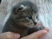 Срочно! Маленький Котенок мальчик в дар!, фотография 7