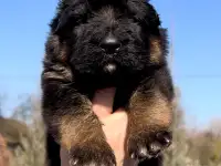 Щенки немецкой овчарки, фотография 2