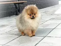 Померанский шпиц, щенки. Мини мишки, фотография 6