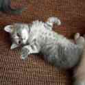 Шотландские котята, фотография 6