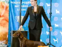 Хендлер, фотография 3