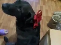 Отдам собаку в дар, фотография 4