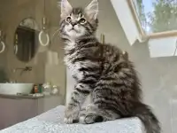 Крупный мальчик мейн-кун, фотография 7