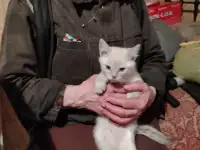 Отдам котят, фотография 4