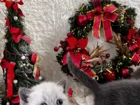 Котята шотландские, фотография 5