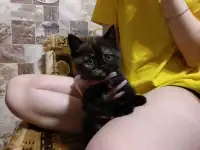 Британский котенок-девочка черепашьего окраса, фотография 3