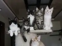 Мейн-кун котята!, фотография 6