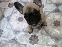 Французский бульдог