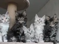 Котята мейн-кун!, фотография 3