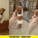джек рассел, фотография 2