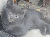 Отдам котят в добрые руки, фотография 3