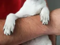Ориентальные котята, фотография 3