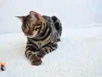 Угольный бенгальский котенок подрощенный, фотография 5