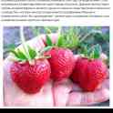 Саженцы клубники по технологии фриго, фотография 5