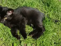 Котята ищут дом, фотография 6