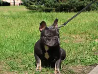 Голубо-подпалый французский бульдог приглашает дам, фотография 3
