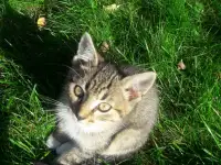 СРОЧНО! КРАСИВЫЕ КОТЯТА В ДАР!, фотография 5