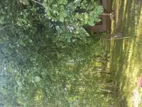 Продается дом-хутор, д.Шалыги д.1  Молодечненский район Городокский сельсовет, фотография 3