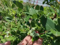 Продам саженцы голубики различных сортов в большом объеме, фотография 2