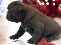 Щенки французского бульдога, фотография 3