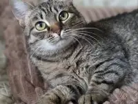 Котенок подросток Манюня, фотография 10
