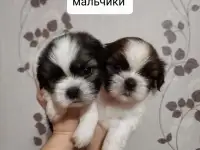 Продаются щенки ши тцу, фотография 2