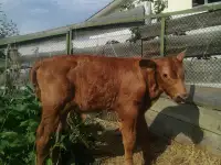 Продам покрытую дойную корову и бычка, фотография 7